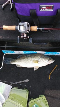 GW後半シャロー爆釣