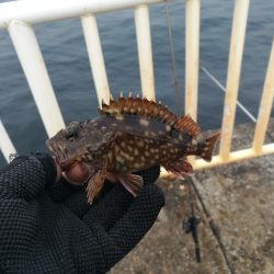 魚釣り園護岸 釣行 (GW8日目 根魚の釣果有り)