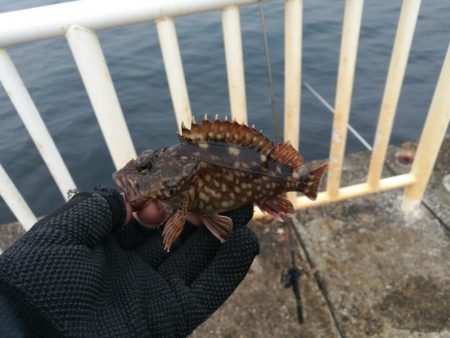 魚釣り園護岸 釣行 (GW8日目 根魚の釣果有り)