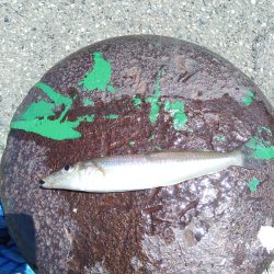 釣り姫ベイビー爆誕