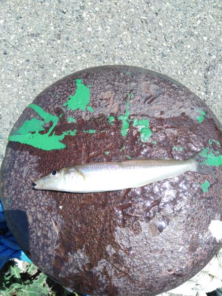 釣り姫ベイビー爆誕