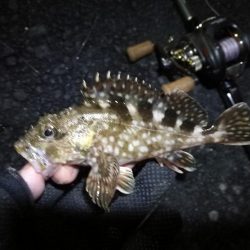 南港かもめヘチ釣り (GW9日目~ ガシラ24cm超え!の釣果有り)