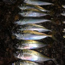 イワシ、アジのちメバル