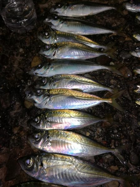 イワシ、アジのちメバル