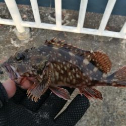 魚釣り園護岸 釣行 (GW10日目 根魚の釣果有り)