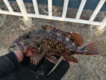 魚釣り園護岸 釣行 (GW10日目 根魚の釣果有り)
