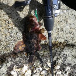 ガラカブ数釣り