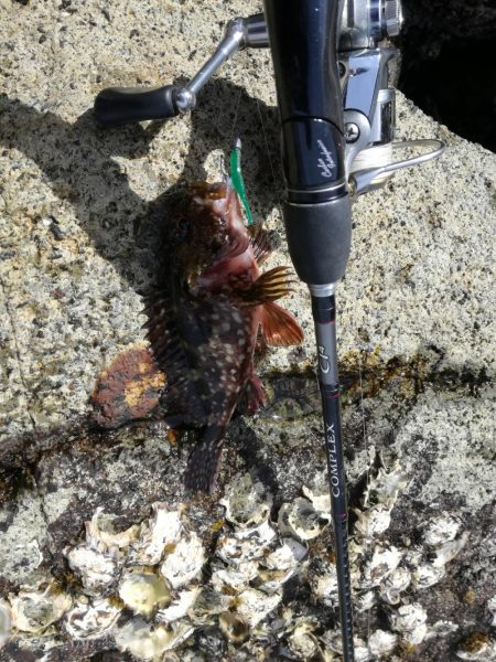 ガラカブ数釣り