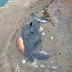 グレ・サンコ・釣れ出す・・