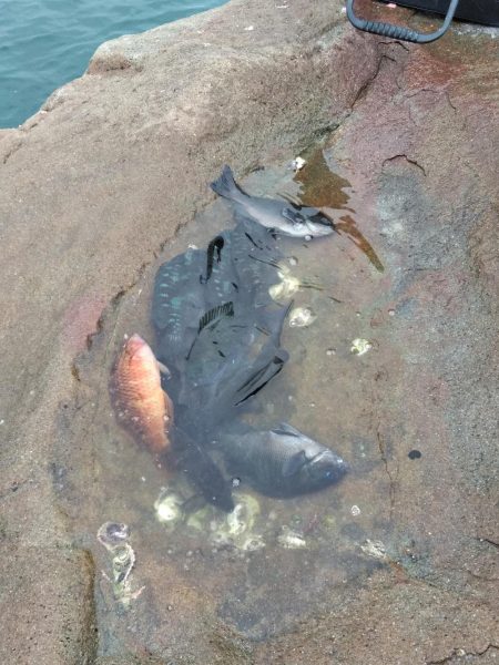 グレ・サンコ・釣れ出す・・