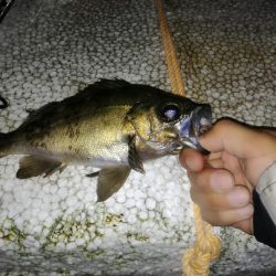 虫ジグメバリング