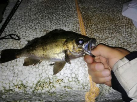 虫ジグメバリング