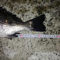 年無しサイトフィッシング