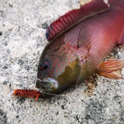 ２週間ぶりの釣果
