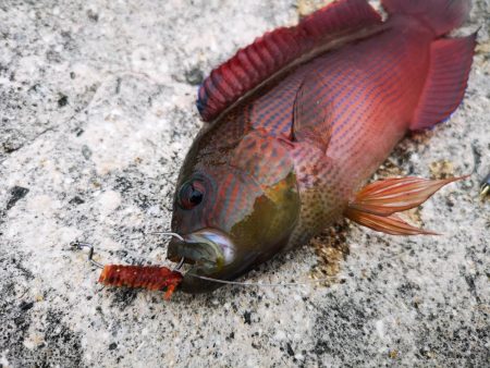 ２週間ぶりの釣果