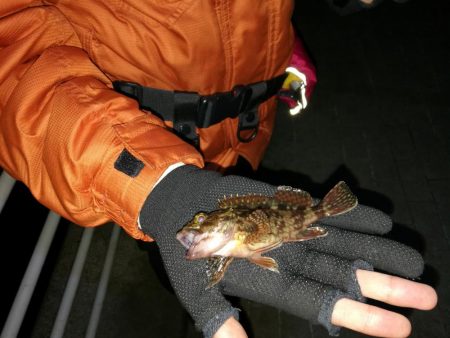 南港コスモスクエア　ヘチ釣りでまさかの！？