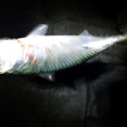 メバリングなのにサバゲー!!