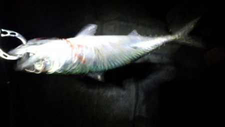 メバリングなのにサバゲー!!