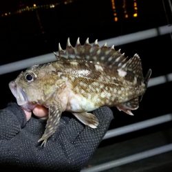 コスモ公園釣行 （楽しい根魚釣り！　ガシラ釣果有り～）