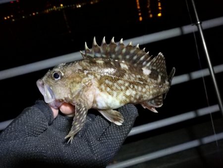 コスモ公園釣行 （楽しい根魚釣り！　ガシラ釣果有り～）