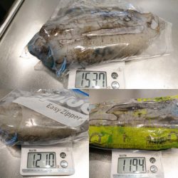 キロアオリイカ３杯