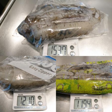 キロアオリイカ３杯