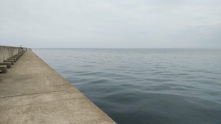 メバルとアジとシーバス