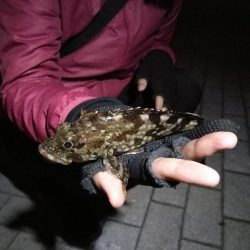 良型メバルゲット♪