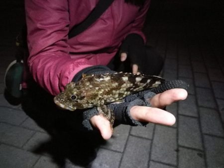 良型メバルゲット♪