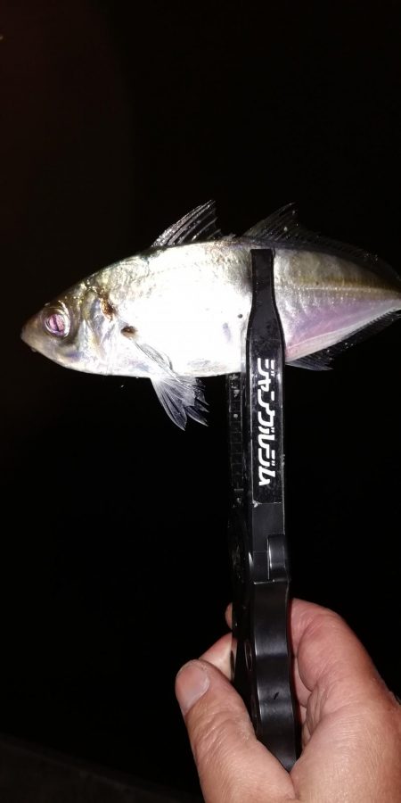 南港メバリング