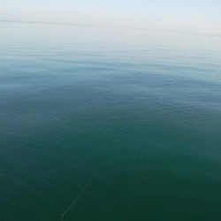 21センチカサゴ　1匹