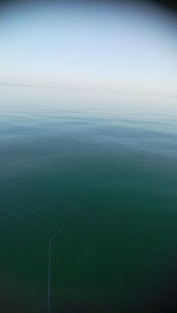 21センチカサゴ　1匹