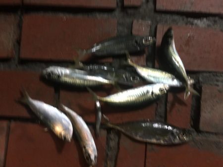 アジ8匹、コノシロ1匹