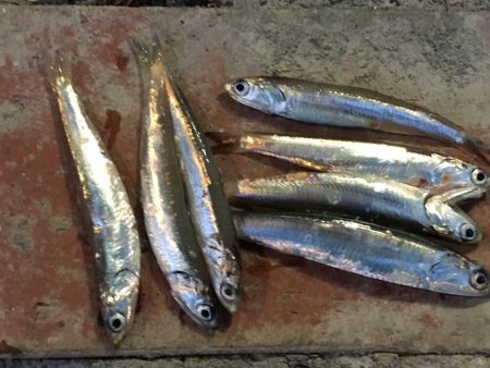 コアジ2匹、イワシ7匹