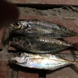 アジ25匹、イワシ14匹