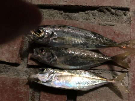 アジ25匹、イワシ14匹