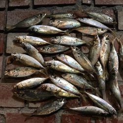 サビキで36㎝超ヒラメゲット！