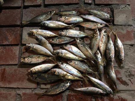 サビキで36㎝超ヒラメゲット！