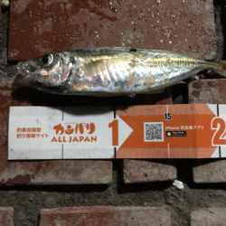 アジ良型24匹、セイゴ1匹