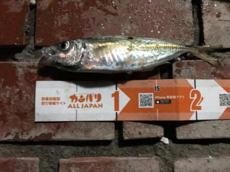 アジ良型24匹、セイゴ1匹