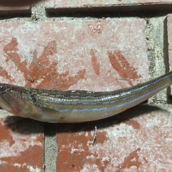 シマアジ小1匹、エソ1匹、コサバ13匹