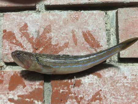 シマアジ小1匹、エソ1匹、コサバ13匹