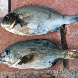 グレ、コサバ、ガシラなど