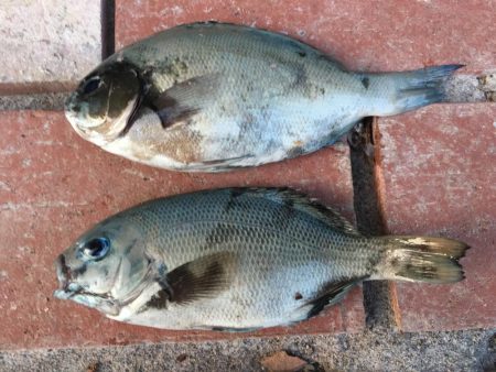 グレ、コサバ、ガシラなど