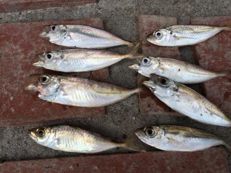 コサバ多数、豆アジ8匹、赤雑魚7匹、藤五郎イワシ1匹