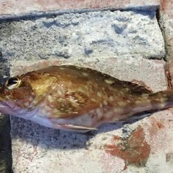 テトラの穴釣りに挑戦