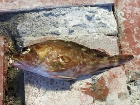 テトラの穴釣りに挑戦