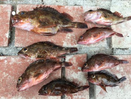 ガシラ8匹、ベラ7匹