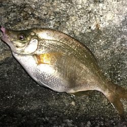 令和１発目の淡路島！