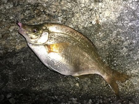 令和１発目の淡路島！